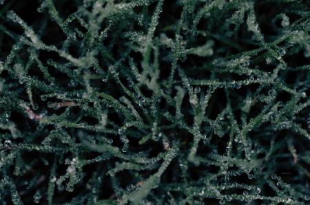 Green Substance With Water Droplets