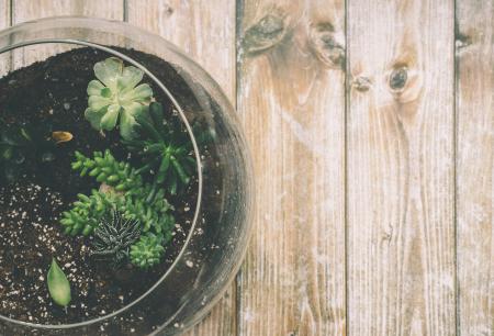 Green Succulent Plant on Clear Glass Jar on Top of Brown Wooden Surface