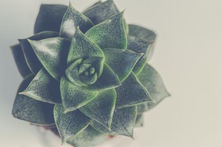 Green Succulent Plant