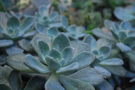 Green Succulent Plants