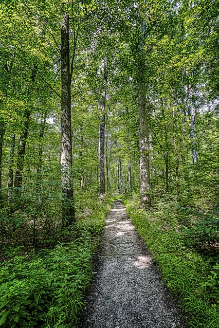 Green Tall Trees