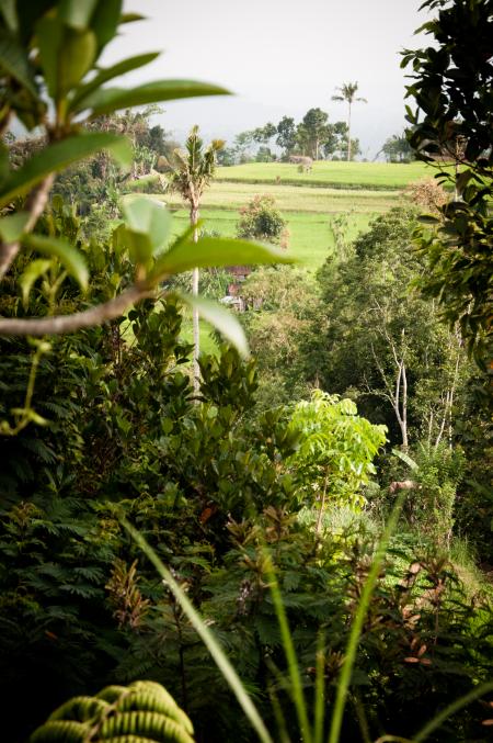 Green Terraced Rice Field