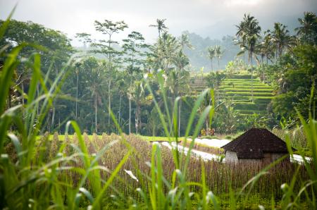 Green Terraced Rice Field