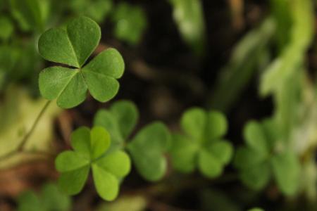 Green three-leaved clovers