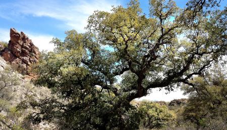 Green Tree