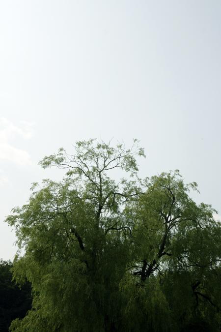 Green tree agains a blue sky