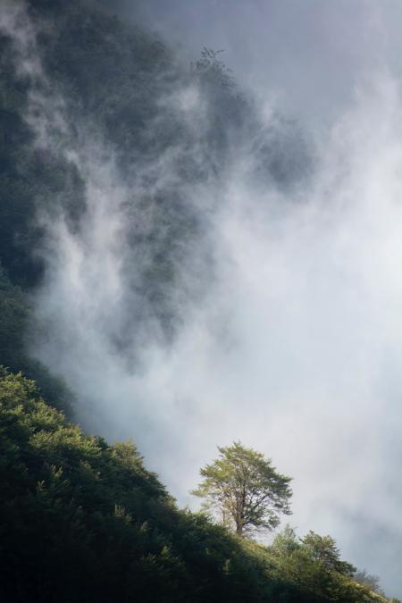 Green Tree Below White Sky