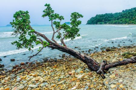 Green Tree Beside Seashore Near Green Mountain