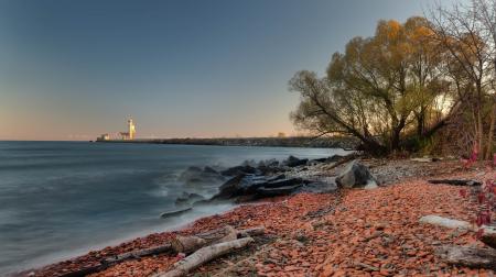 Green Tree Near the Beach Photo