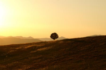 Green Tree on Brown Grass Field