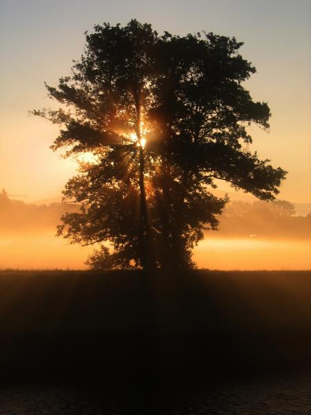 Green Tree over the Sunset