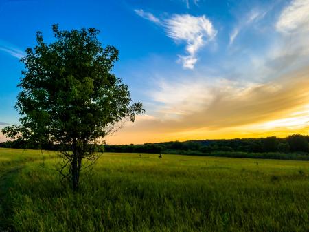 Green Tree Under Blue and White Sky