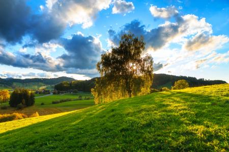 Green Tree Under Sunny Cloudy