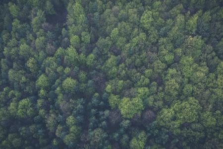 Green Trees