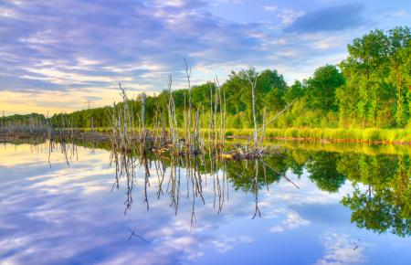 Green Trees