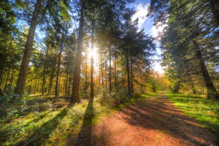 Green Trees