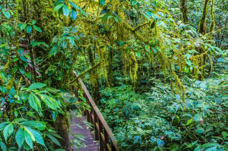 Green Trees