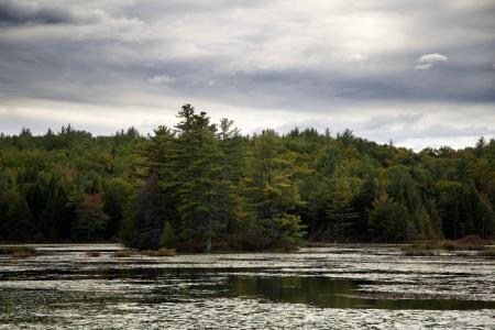 Green Trees Across the Water