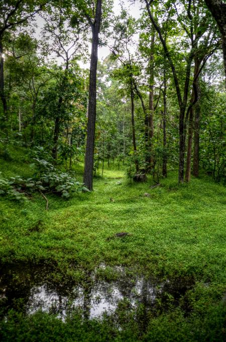 Green Trees and Grass