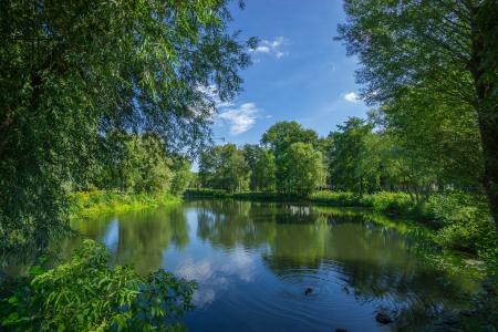 Green Trees and Lake Photo