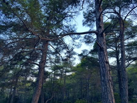 Green Trees at Daytime