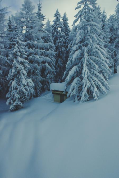 Green Trees Covered by Snow