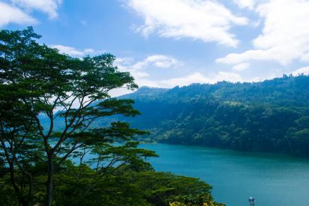 Green Trees Near Body of Water