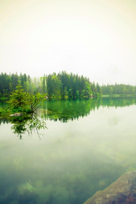 Green Trees Near Body of Water during Daytime