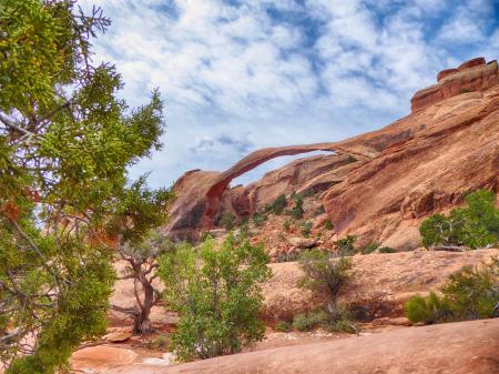 Green Trees Near Brown Canyon