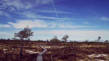 Green Trees on Farm Land