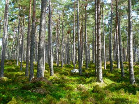 Green Trees on Green Grass during Daytime