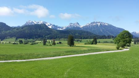 Green Trees on Green Grass Field