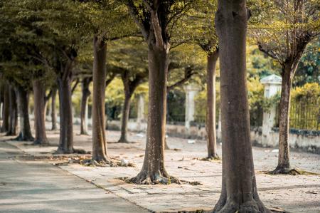 Green Trees on Road