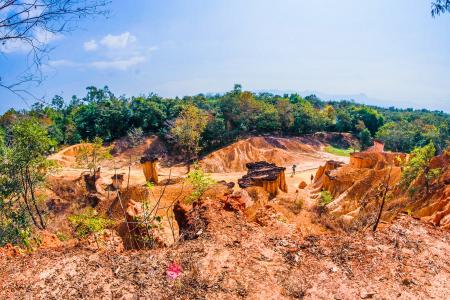 Green Trees Photo Taken