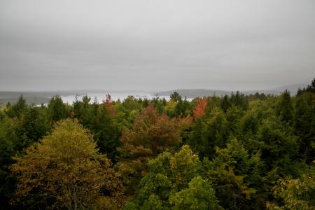 Green Trees Under Cloudy Sky