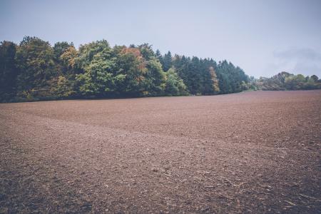 Green Trees Under Gray Sky