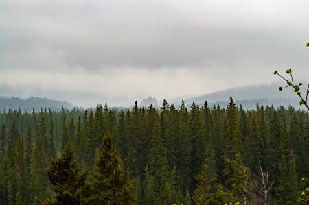 Green Trees Under Nimbus Clouds