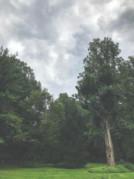 Green Trees Under the Cloudy Sky