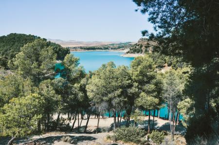 Green Trees With Blue Water Under the Blu Sky