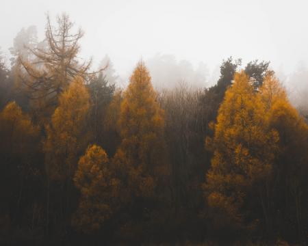 Green Trees With Fogs