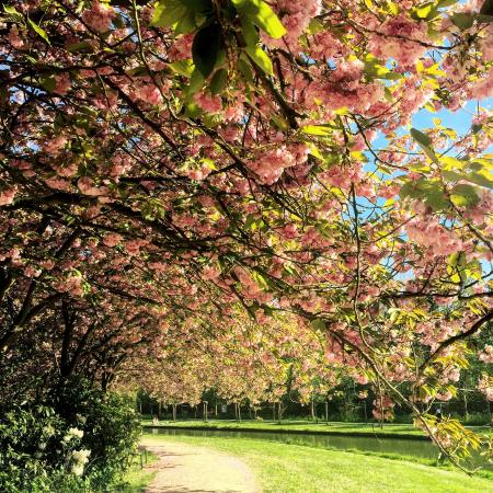 Green Trees With Pink Flowers Near River