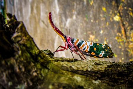 Green Yellow and White Insect on Green Tree Trunk