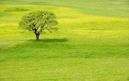 Greenery