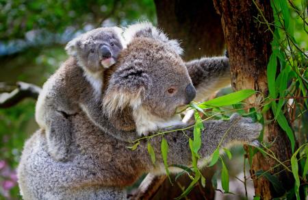 Grey and White Koala Bear