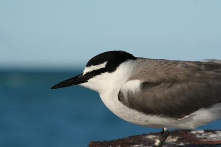 Grey Backed Tern