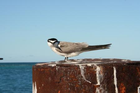 Grey Backed Tern