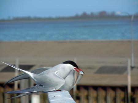 Grey Black Feathered Bird Perched on Pole