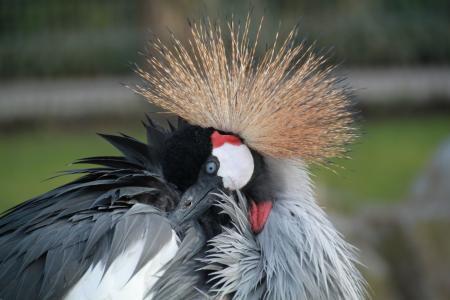 Grey Crowned Crane