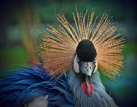 Grey Crowned Crane