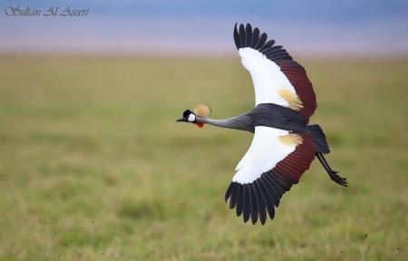 Grey Crowned Cranes